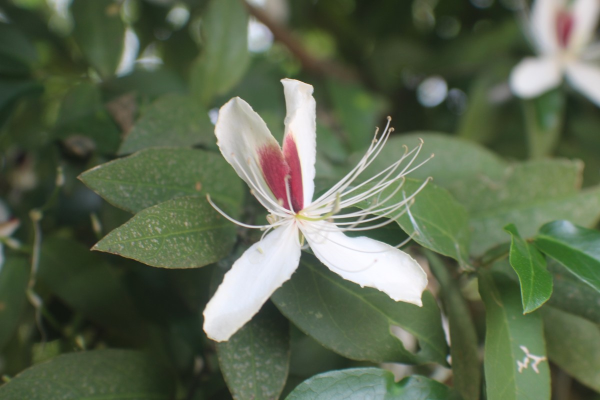 Capparis brevispina DC.